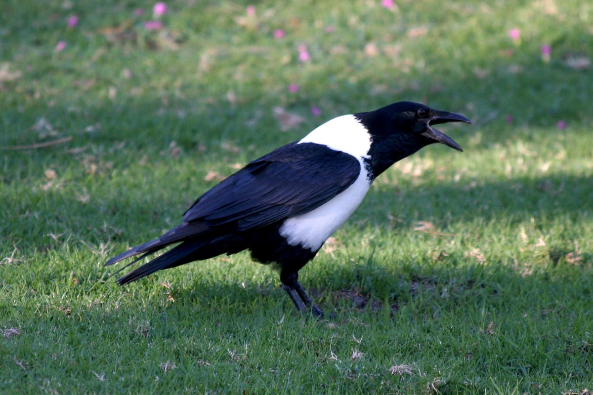Pied Crow